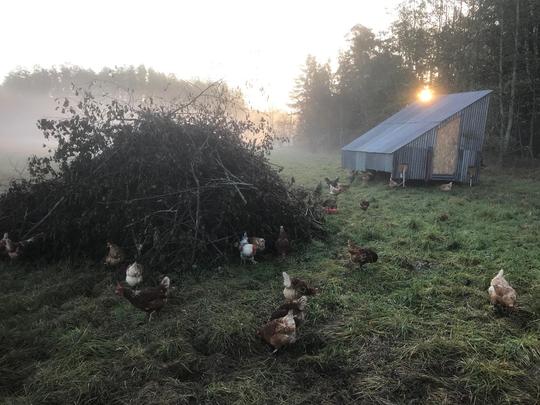 Chickens on pasture