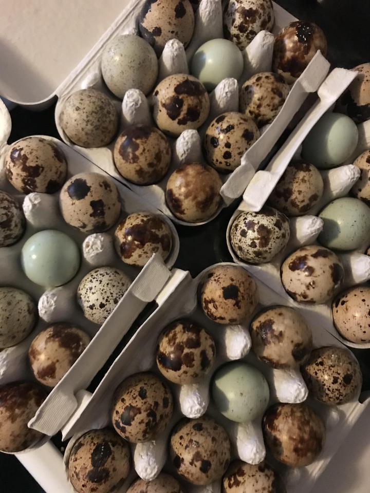 Quail Eggs