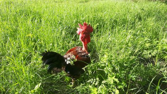 Naked neck rooster